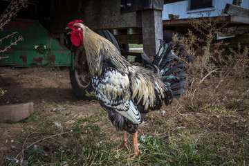 heritage chicken breed