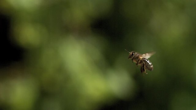 European Honey Bee, apis mellifera, Adult flying against green background, Slow motion