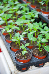 Flower and tree for sale at flower market, Hong Kong