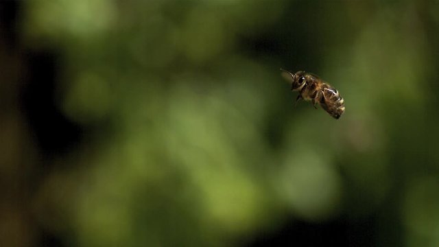 European Honey Bee, apis mellifera, Adult flying against green background, Slow motion