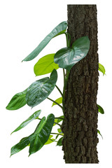 Obraz premium Vine plants, ivy plants isolated on white background, clipping p