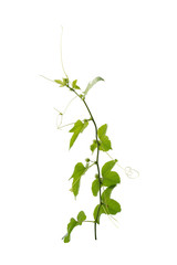 vine plants isolated on white background