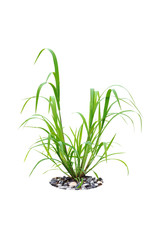 Fototapeta premium green grass isolated on white background with stone
