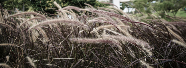 Close up grass gently flowing in the breeze.