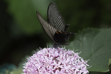 꽃누리장나무꽃과 제비호랑나비