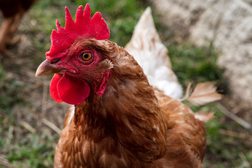 heritage chicken breed