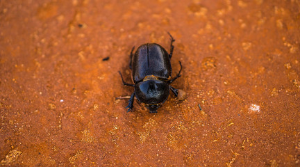 Beetle in the outback Australia