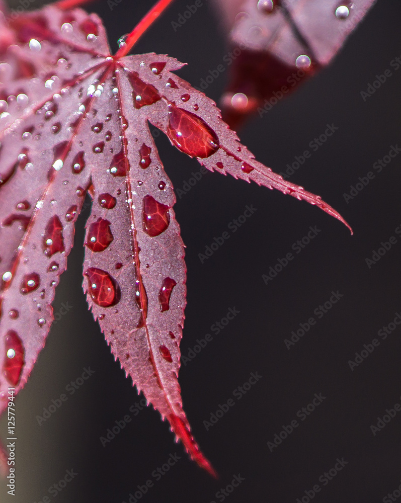 Wall mural maple leaf with rain drops