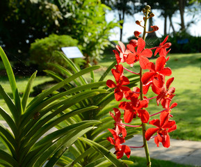  Orange orchids and garden.