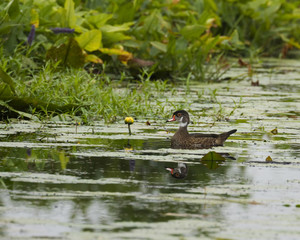Male Wood Duck and reflection