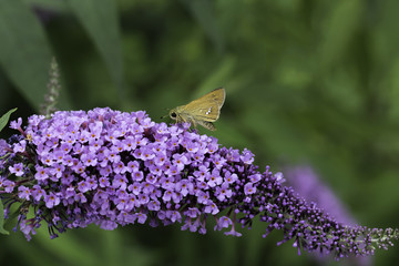 부들레아와 나비