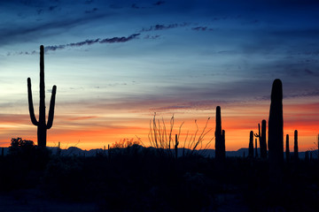 Before sunrise in the Organ Pipe Cactus National Monument, Arizo