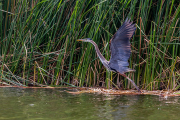 Great Blue Heron takes off from the waters of Patagonia Lake State Park near Patagonia, Arizona