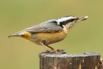 Red-breasted Nuthatch On A Perch