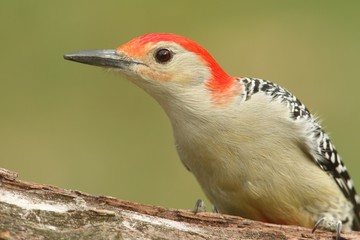 Male Red-bellied Woodpecker (Melanerpes carolinus)
