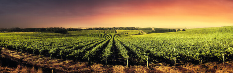 Superbes vignes au coucher du soleil