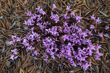 Crocus flowers in the forest pine needles.