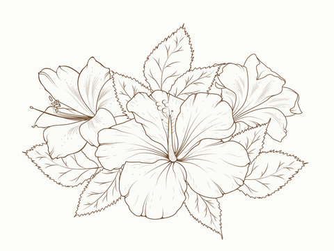 How to Draw Hibiscus flower Step by Step (Very Easy) - YouTube
