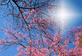flower pink sakura blooming