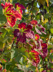 Fall in the Vineyard 1 