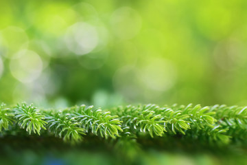 christmas tree background with circle bokeh