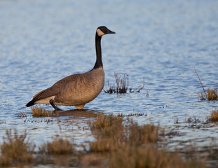 Canada goose seen in the wild at a North California marsh