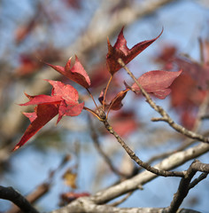 Colorful leaf maple in autumn