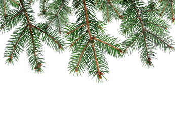 Spruce branches on white background