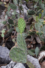 Fototapeta na wymiar Wild moutain cuctus flowers close up.