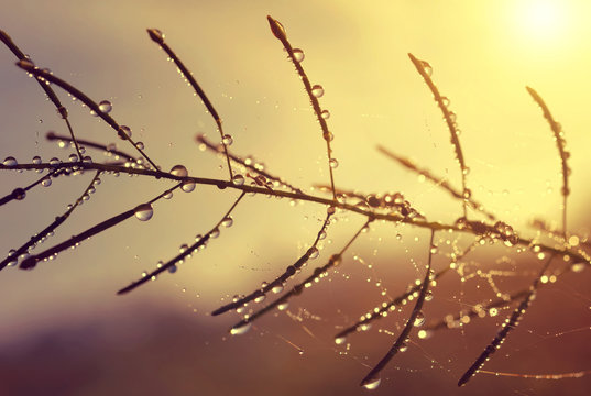 Dew drops on plant at sunrise. Nature Background
