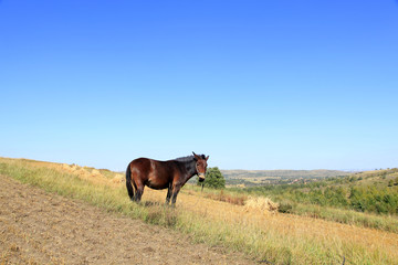 Fototapeta na wymiar The grasslands of a horse in the autumn