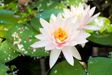 Beautiful lotus in lake close up.