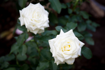 White roses garden close up.