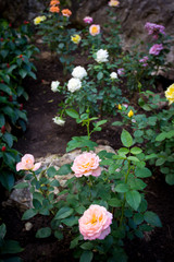 Beautiful rose garden close up.