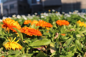 マリーゴールド