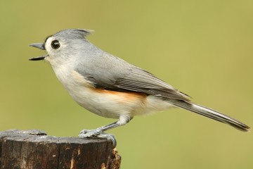 Titmouse On A Log