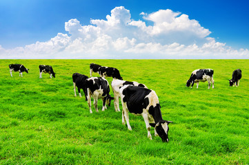 Cows on a green field and blue sky.