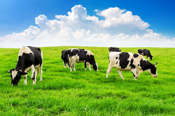 Fototapeta na wymiar Cows on a green field and blue sky.