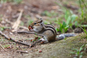 Сhipmunk