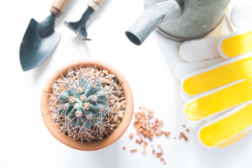 Pot of cactus and garden tools isolated on white background