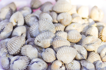 ark shell,cockle or scallop