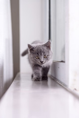 The grey shorthair kitten