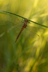 Dragonfly (Orthetrum coerulescens) on the grass with a dew on her wings.