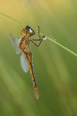 Dragonfly (Orthetrum coerulescens) on the grass with a dew on her wings.