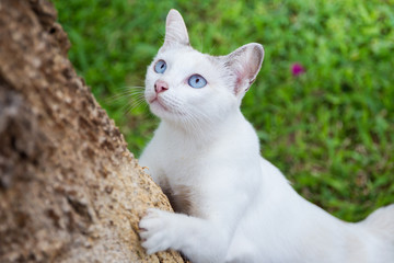 Portrait of a white cat with blue eyes close up. - Powered by Adobe