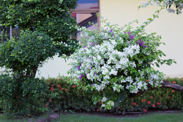 Fototapeta na wymiar white bougainvillea flower in garden