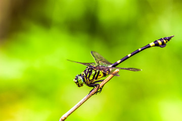 Macrogompus matsukii dragonfly on nature background