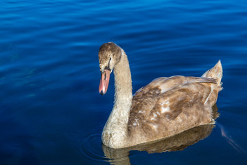 Children of the swan.Background is Lake Yamanakako.