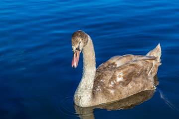 Children of the swan.Background is Lake Yamanakako.
