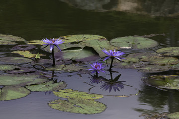 연못에 핀 수련